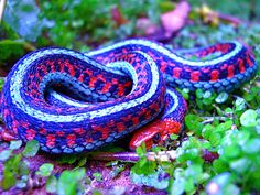 a colorful snake is laying on the ground