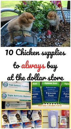 chicken supplies to always buy at the dollar store