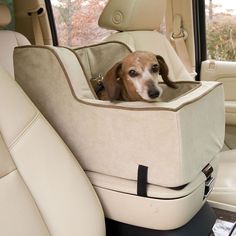 a dog sitting in the back seat of a car with its head sticking out from it