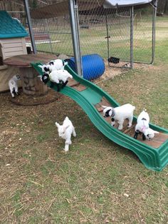 small white dogs are playing on a slide in the yard with their owner and two puppies