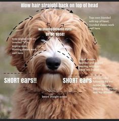 a brown dog with short ears is looking at the camera and has instructions on how to care for it