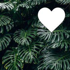 a white heart surrounded by green leaves