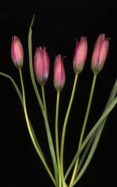 four pink flowers in a vase on a black background