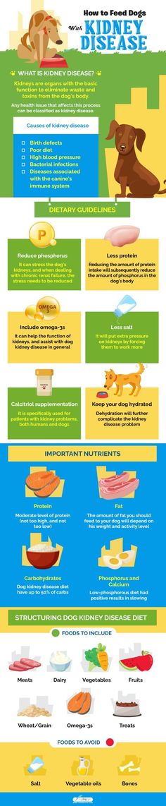 Dog Kidney Disease Diet 101: Evidence-based Guidelines on Feeding Dog Kidney Diet, Dog Renal Diet Recipes, Renal Diet For Dogs, Dog Foods, Healthy Lifestyle Quotes