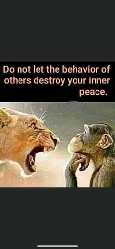 two lions with their mouths open in front of the caption do not let the behavior of others destroy your inner peace