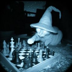 a cat wearing a wizard's hat playing chess