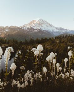 some white flowers in front of a mountain