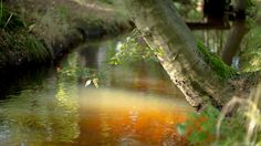 an orange substance is floating in the water next to a tree and some grass on the ground