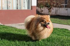 a small brown dog walking across a lush green field