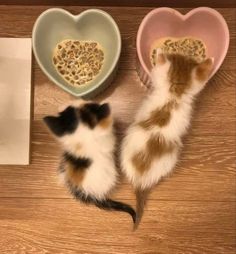 two small hamsters eating out of bowls on the floor next to a heart shaped bowl