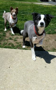 two small dogs standing next to each other on top of a grass covered park area