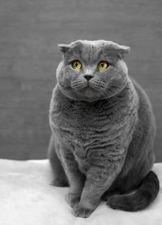 a gray cat sitting on top of a white blanket looking at the camera with yellow eyes