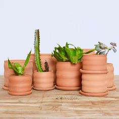 there are many potted plants in the same size as each other on this table