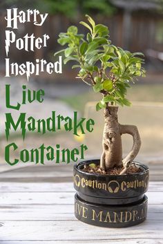 a potted plant sitting on top of a table next to a live mandrake container