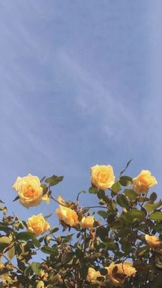 yellow roses with the words you're in my blood on them against a blue sky