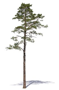 a tall pine tree on a white background