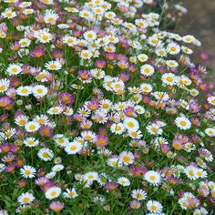 a bunch of white and purple flowers in the grass