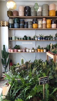 several shelves filled with plants and potted plants