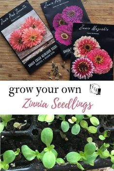 three seed packets sitting on top of a wooden table next to plants and seeds in the ground