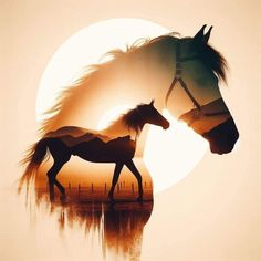 two horses standing next to each other in front of a sunset with the sun behind them