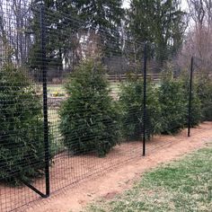 several trees are lined up along the fence in an area that has been fenced off