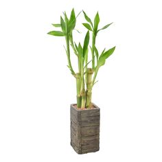 two bamboo plants in a wooden vase on a white background