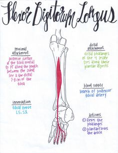 a diagram of the bones and their major skeletal systems, including the lower limb part of the leg