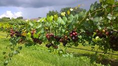 grapes are growing on the vine in an open field with dark clouds overhead and green grass below