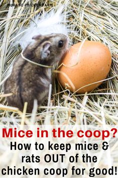 mice in the chicken coop! Keep Mice Out Of Chicken Coop, Keeping Mice Out Of Chicken Coop, Mice In Chicken Coop, How To Get Rid Of Mice In Chicken Coop, How To Keep Mice Out Of Chicken Coop, How To Keep Rats Out Of Chicken Coop, Rat Proof Chicken Coop, How To Get Rid Of Rats In Chicken Coop, Inside Of Chicken Coop Ideas