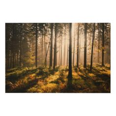 sunlight shining through the trees in a forest