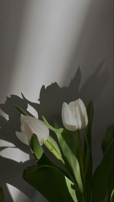 some white tulips are in a vase with long green leaves on the side