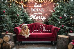 a dog sitting on top of a red couch in front of christmas trees