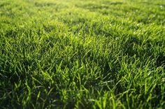 the green grass is growing very close to the ground in this photo, it's soft and sunny