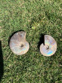 two metal discs sitting on top of green grass