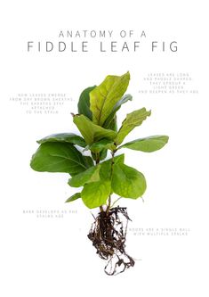 the anatomy of a fiddle leaf fig