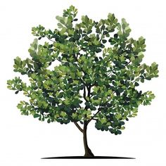 a tree with green leaves is shown on a white background