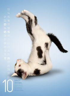 a black and white cat laying on it's back in front of a calendar