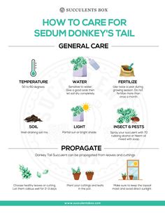 how to care for sedum donkey's tail in the garden info sheet