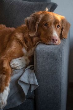 a brown and white dog laying on top of a gray couch next to a pillow