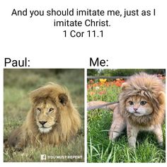 two pictures of lions with caption that says, and you should initiate n just as i imitate christ 1 cor 11 me