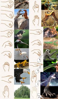 a collage of pictures with different animals and birds in it's hand gestures