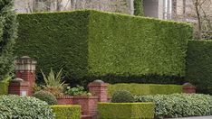 a large boxwood hedge in front of a house