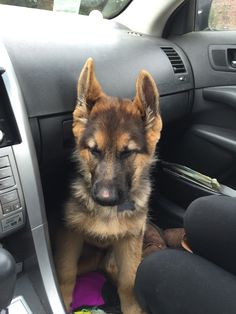 a german shepherd puppy sitting in the driver's seat of a car looking at the camera