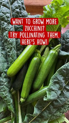 cucumbers and lettuce with the words want to grow more try pollinating them here's how