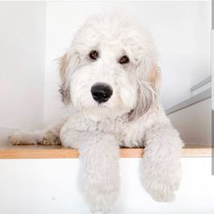 a white dog sitting on top of a wooden shelf