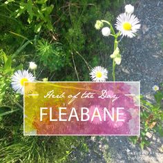 there is a sign that says, here's the sun fleabane on it