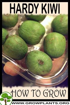 a person holding some green fruit in their hand with the words how to grow hard kiwi