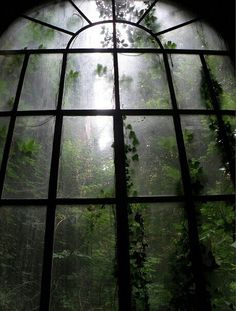 an open window with vines growing out of it's sides and the sun shining through