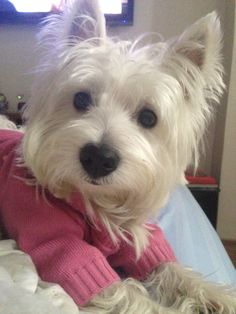 a small white dog wearing a pink sweater and looking at the camera while laying on a bed