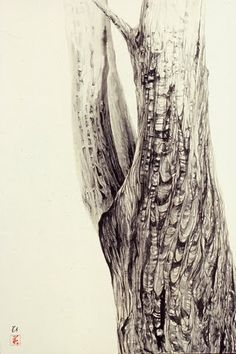 a pencil drawing of a tree trunk